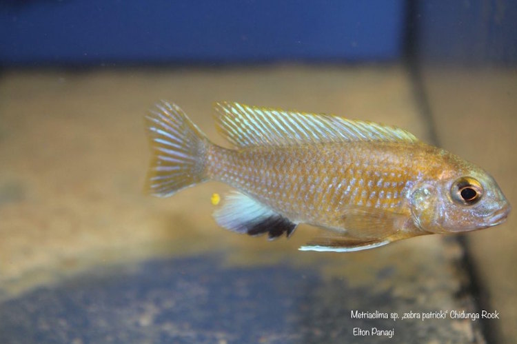 'patricki' Chidunga Rocks Metriaclima sp. 'patricki'